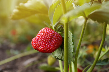 Beautiful strawberry plant with ripe fruit in garden on sunny day, closeup