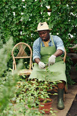 Professional gardener wearing apron sitting on chair in orangery shaping plants using garden shears