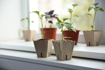 Green pepper seedlings in peat pots on window sill indoors