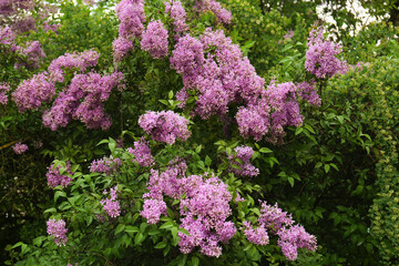 Obraz premium Beautiful blossoming pink lilac growing in garden