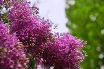 Beautiful blossoming lilac with water drops on blurred background, closeup