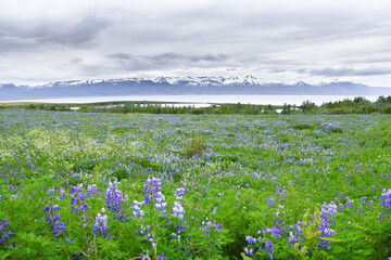 Panorama of many purple lupine flowers typical of the island of Iceland in northern Europe