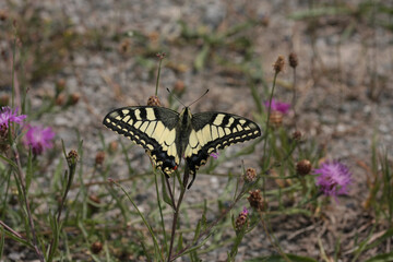 Machaon (Papilio machaon)