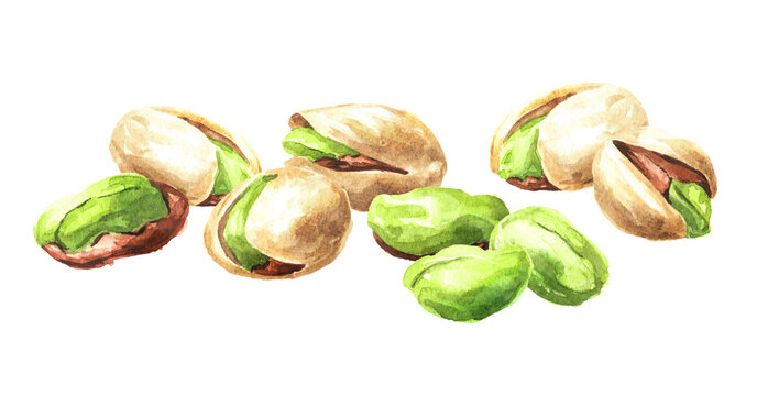 Pistachios, nuts. Watercolor hand drawn illustration, isolated on white background