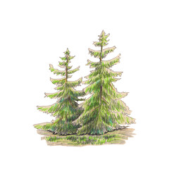 Hand-drawn watercolor illustration of two fir trees.Coniferous trees