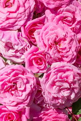 Pink roses in the garden. Floral summer background...