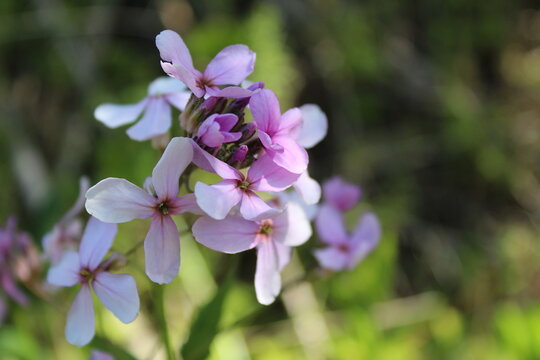 Wild Purple Flocks in a Feild