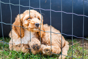 Welpen - Cockapoo - 8 Wochen Alt
