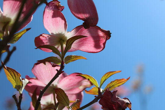 Pink Dogwood Tree in Bloom after Frost on a Bright Blue Sky