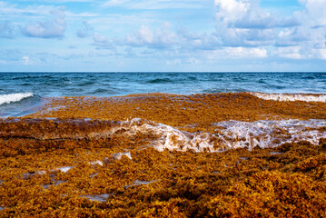 sargassum seaweed floating in ocean and beach - obrazy, fototapety, plakaty