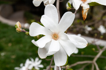 Beautifully blooming magnolia in a spring garden, selective focus.
