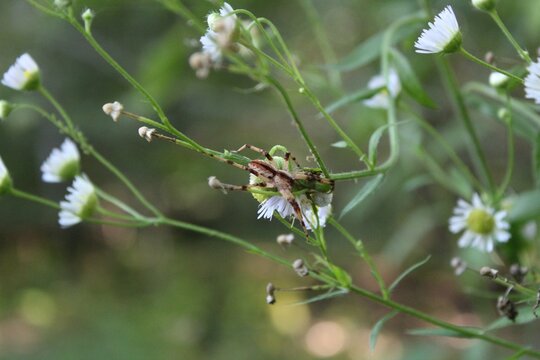 Brown Striped Spider on a Wild Flower
