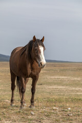 Obraz premium Beautiful Wild Horse in Spring in the Utah Desert