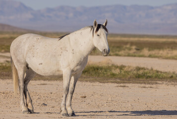 Beautiful Wild Horse in Spring in the Utah Desert