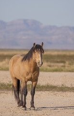 Beautiful Wild Horse in Spring in the Utah Desert