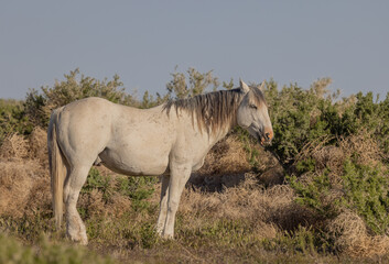 Beautiful Wild Horse in Spring in the Utah Desert