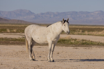Obraz premium Beautiful Wild Horse in Spring in the Utah Desert