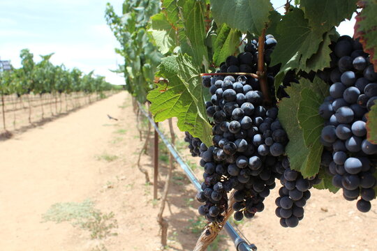 Las uvas del Vino