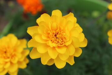 Bright Marigold Flower in the Garden