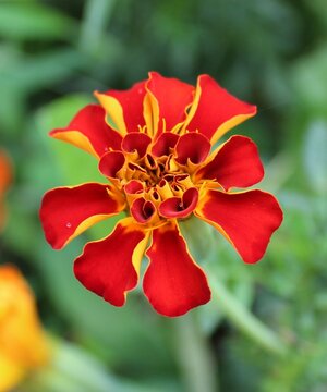 Bright Marigold Flower in the Garden