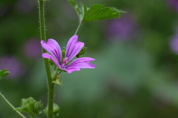 purple flower in the forest