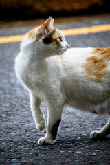 Naklejka na ściany i meble cat crossing a road