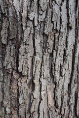 Natural Tree Bark Texture