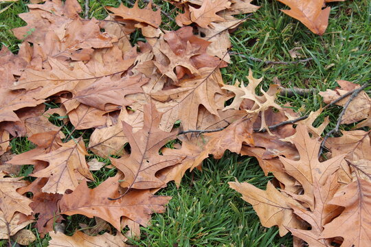 Large Brown Oak LEaves on Bright Green Grass