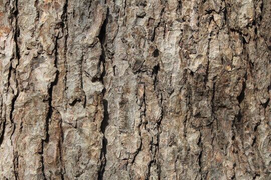 Natural Tree Bark Texture
