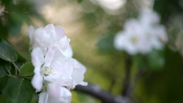 Apple blossom. White flower tree in nature background.