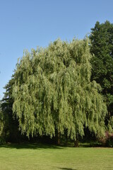 Wierzba płacząca © drlmk
