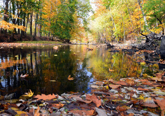 autumn landscape with river in the woods