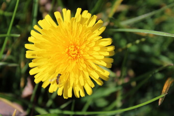 Small FLy on a Dandylion flower