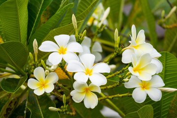 Fototapeta na wymiar White Frangipani flower Plumeria alba with green leaves