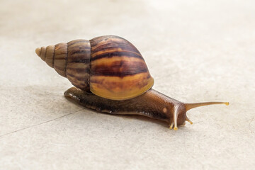 big helix snail on concrete floor close up