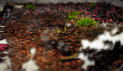 moss on the ground