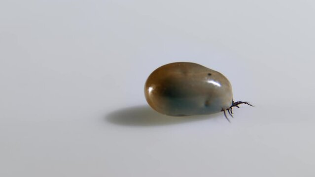 A blood-fed tick crawls on a white background. Ticks (order Ixodida) are parasitic arachnids. The parasite is encephalitic or with Lyme disease.