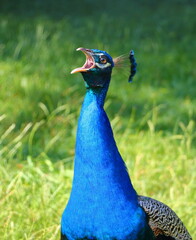 Naklejka premium noisy peacock