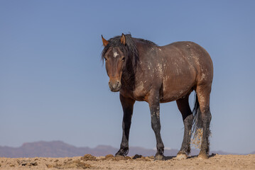 Beautiful Wild Horse in Spring in the Utah Desert