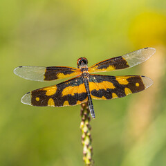 A Tiger Dragon fly on a branch