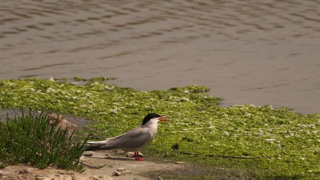 Common Terns (Sterna hirundo) in a salt wetland