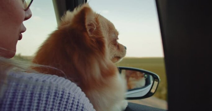 Spitz lapdog with female owner looking out of car window. Road trip with pets
