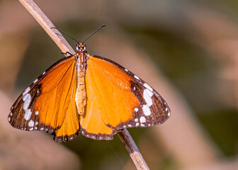 A Plain Tiger sitting on a branch
