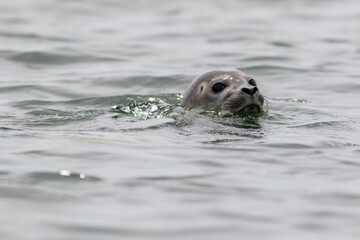 Grey seal (Halichoerus grypus) pops up head on a summer morning in the Muscongus Bay, Maine
