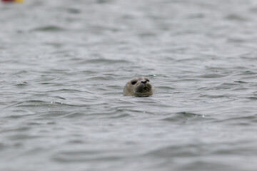 Grey seal (Halichoerus grypus) pops up head on a summer morning in the Muscongus Bay, Maine
