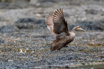 Female Common Eider Duck, S. mollissima, takes off near the coast of Maine on a summer morning