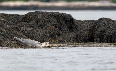 Harbor Seal Pup, Phoca vitulina, on a summer morning, Muscongus Bay, Maine