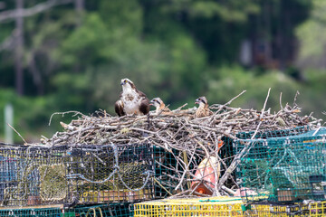 Osprey, Pandion haliaetus, female with herb two chics on nest built on lobster traps near Boothbay Harbor, Maine