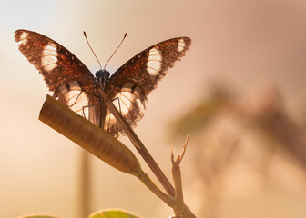 A Butterfly sitting on a plant