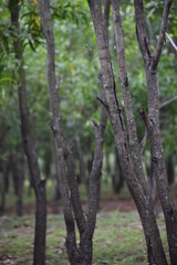 trees in the forest